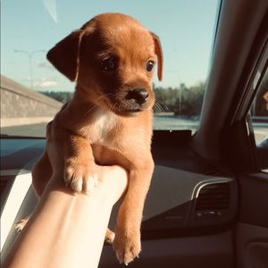 Meet your Posher, Corynthia